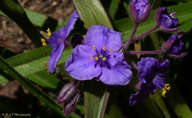{Tradescantia hirsuticaulis}
